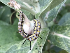 Danaus chrysippus