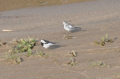 Motacilla alba lugens