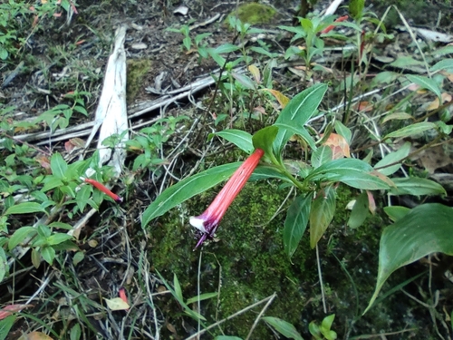 Cuphea ignea