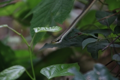 Dendrelaphis girii
