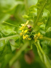 Sisymbrium irio