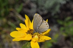 Coenonympha haydenii