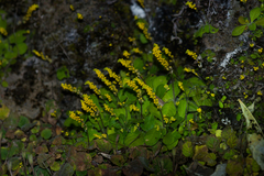 Polygala umbonata