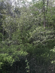 Crataegus macrosperma