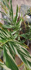 Alpinia vittata