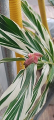 Alpinia vittata