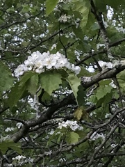 Crataegus macrosperma
