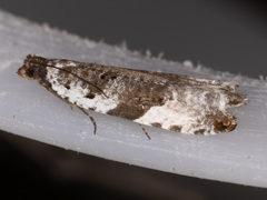 Ancylis mediofasciana