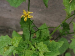 Lapsana communis