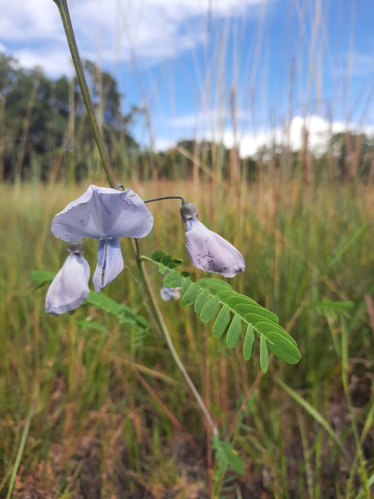 Sesbania coerulescens Harms