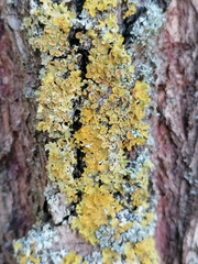Xanthoria parietina