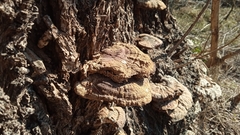 Ganoderma