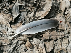 Columba palumbus palumbus
