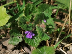 Glechoma hederacea