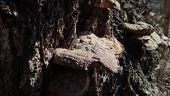 Ganoderma