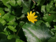 Ficaria verna