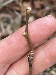 Dirca decipiens
