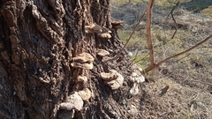 Ganoderma