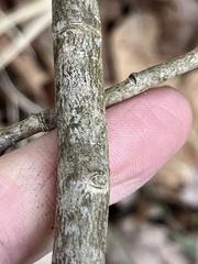 Dirca decipiens