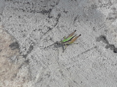 Dichromorpha australis