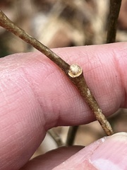 Dirca decipiens