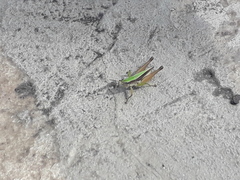 Dichromorpha australis