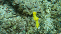 Notodoris