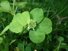Trifolium stoloniferum