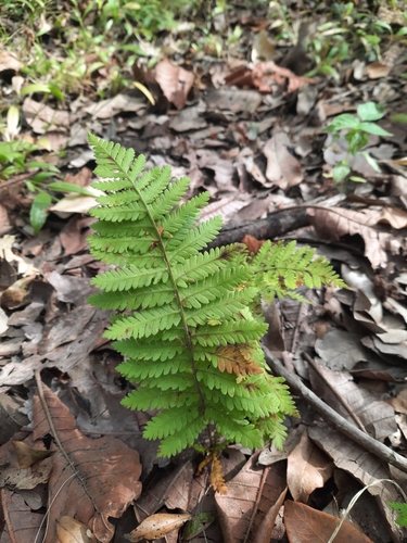 Arthropteris orientalis image