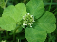 Trifolium stoloniferum