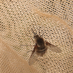 Bombylius incanus