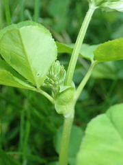 Trifolium stoloniferum