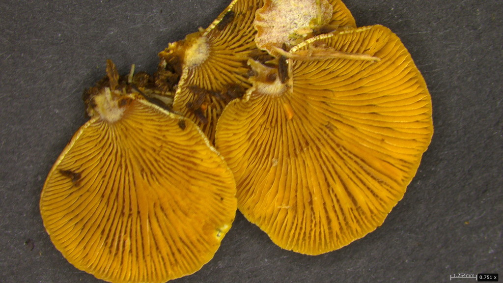 Panellus stipticus · March 2022 · photo: © atsushi_nakajima_cirque (iNaturalist, cc-by)