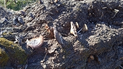 Ganoderma lucidum