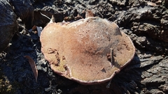 Ganoderma lucidum