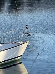 Megaceryle torquata stellata