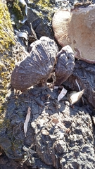 Ganoderma lucidum