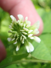 Trifolium stoloniferum