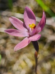Thelymitra luteocilium