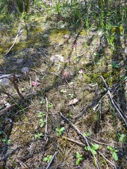 Thelymitra luteocilium