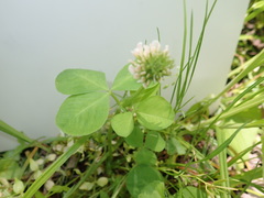 Trifolium stoloniferum