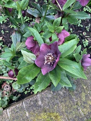 Helleborus lividus