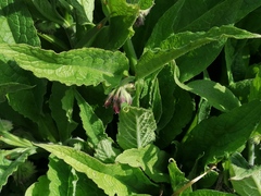 Symphytum officinale
