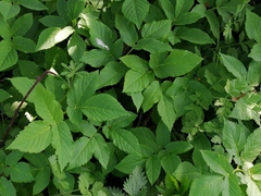 Aegopodium podagraria