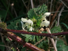 Lamium album