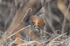 Sinosuthora webbiana