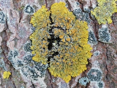 Xanthoria parietina