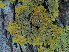Xanthoria parietina