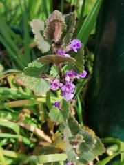 Glechoma hederacea