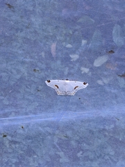 Sericoptera mahometaria
